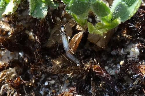 Réf. 151 671 : Gampsocoris punctipes