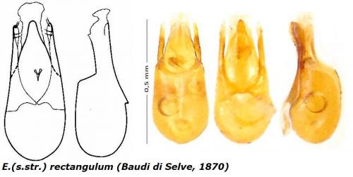 Eusphalerum rectangulum