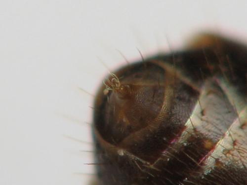 Lasius brunneus