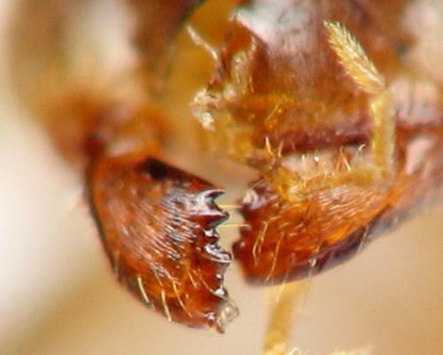 Lasius brunneus