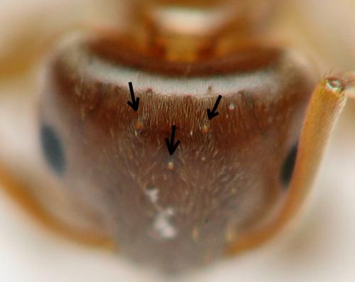 Réf. 151 224 : Lasius brunneus