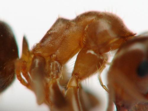 Lasius brunneus