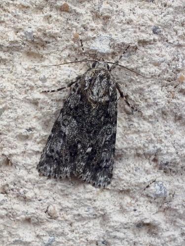 Réf. 151 992 : Acronicta rumicis