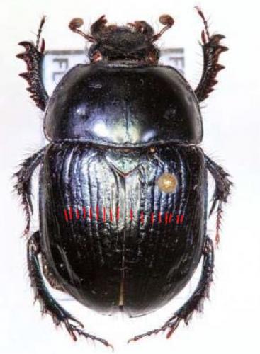Réf. 151 528 : Geotrupes mutator