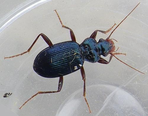 Réf. 151 650 : Leistus spinibarbis