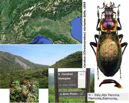 Carabus olympiae