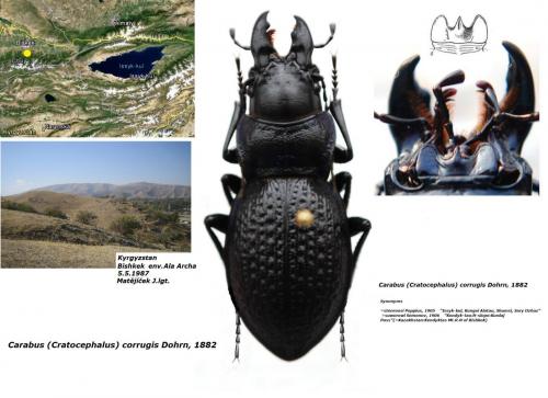 Carabus corrugis