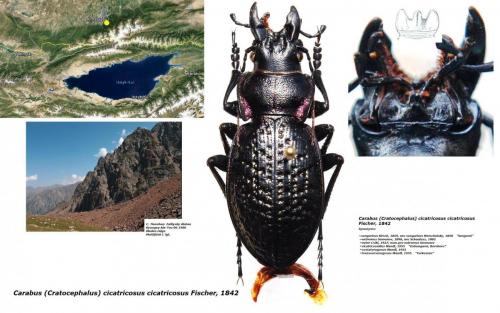 Carabus cicatricosus