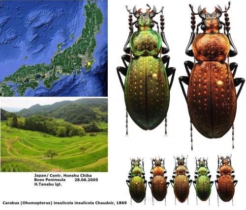 Réf. 151 089 : Carabus insulicola insulicola