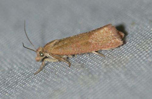 Réf. 151 320 : Celypha sp.