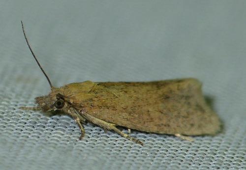 Réf. 151 314 : Celypha sp.