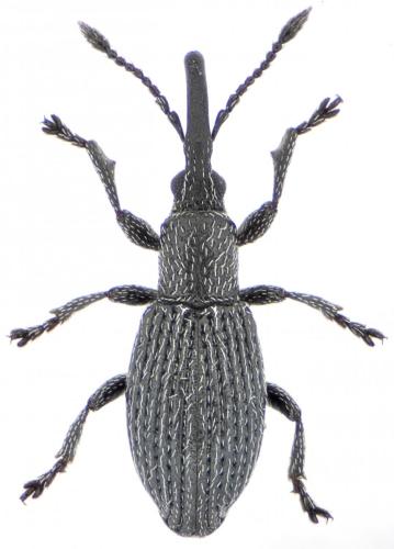 Réf. 151 734 : Ceratapion penetrans