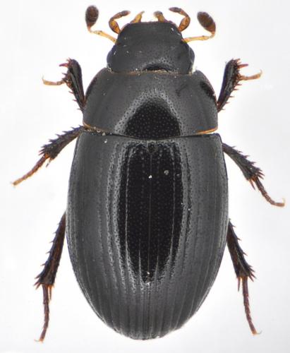 Cercyon littoralis
