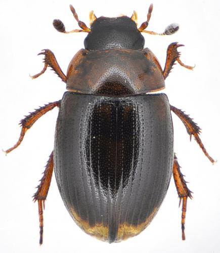 Cercyon littoralis