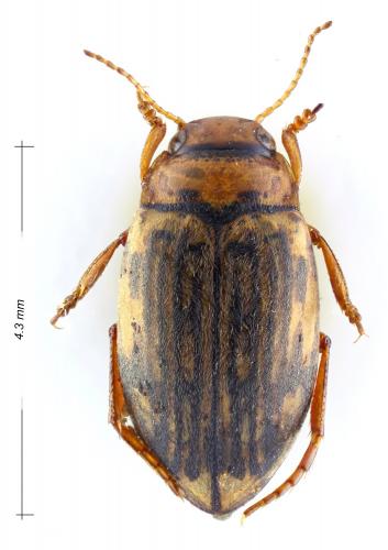 Nebrioporus ceresyi