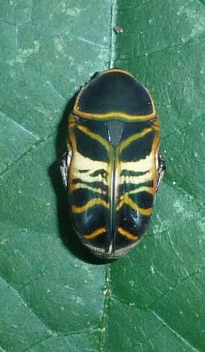 Réf. 151 013 : Phonotaenia scalaris