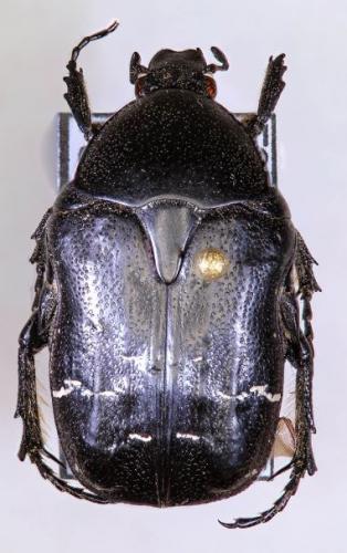 Réf. 151 765 : Cetonia aurata
