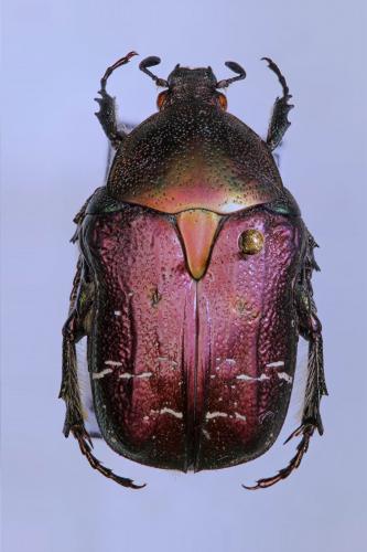 Réf. 151 465 : Cetonia carthami