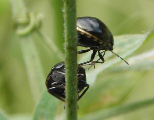 Réf. 151 801 : Coptosoma scutellatum