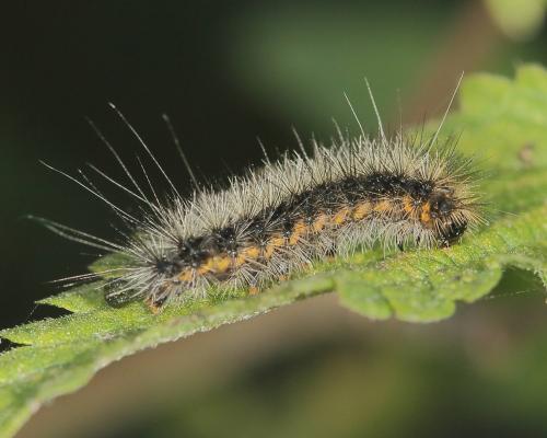 Arctia caja