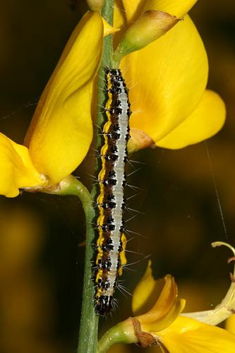 Uresiphita gilvata
