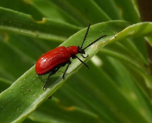 Réf. 151 546 : Lilioceris lilii