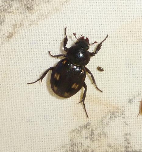 Clastocnemis distinctus