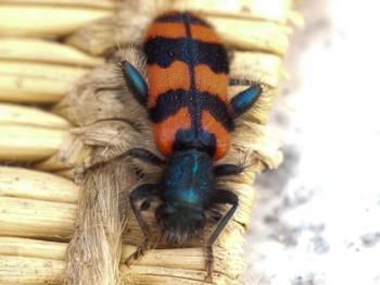 Trichodes alvearius