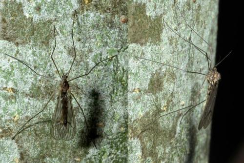 Trichocera annulata