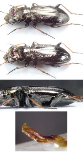 Réf. 151 173 : Notiophilus palustris