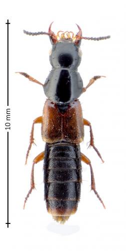 Réf. 151 373 : Quedius cruentus