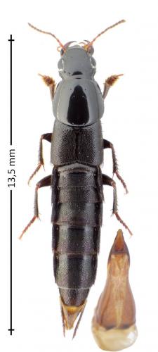 Quedius levicollis