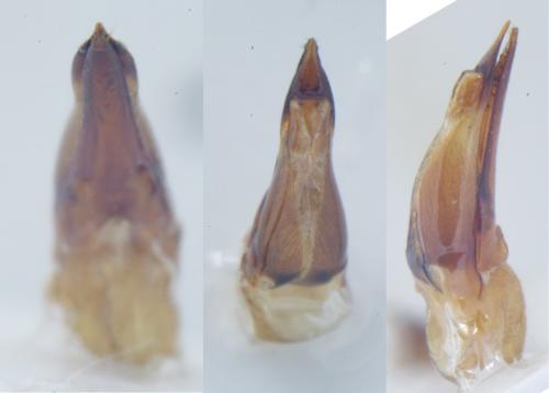 Quedius levicollis