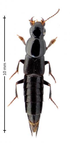 Réf. 151 395 : Quedius levicollis