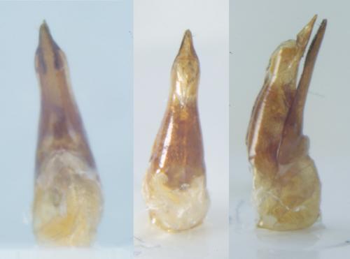 Quedius levicollis
