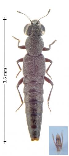 Stenus sp.