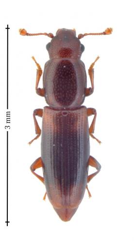 Rhizophagus sp.
