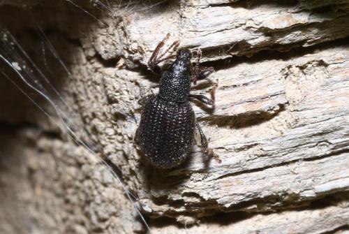 Otiorhynchus rugosostriatus