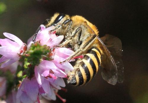 Colletes hederae