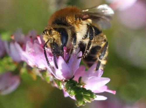 Colletes hederae