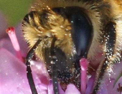 Colletes hederae