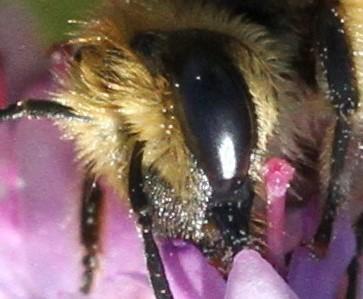 Colletes hederae