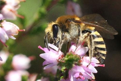 Colletes hederae