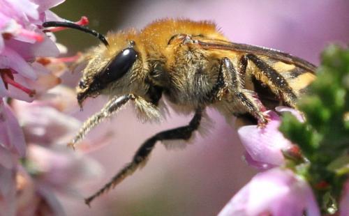 Colletes hederae