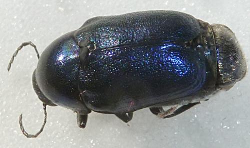 Cryptocephalus sp.