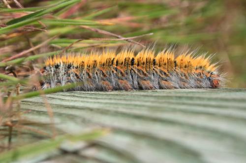 Lasiocampa trifolii