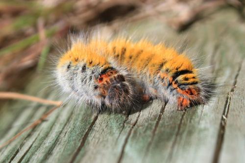 Lasiocampa trifolii