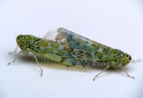 Réf. 151 264 : Eupteryx decemnotata