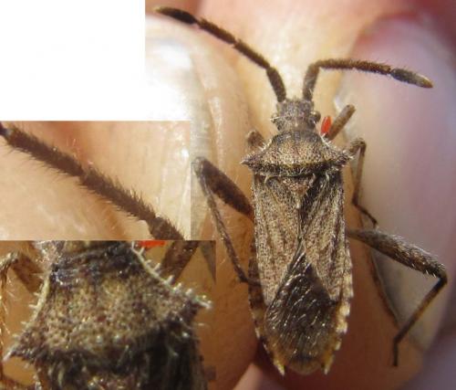 Coriomeris hirticornis