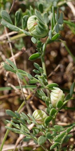 Réf. 151 098 : Dasineura sp.